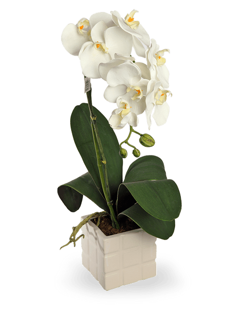 pianta di orchidea bianca