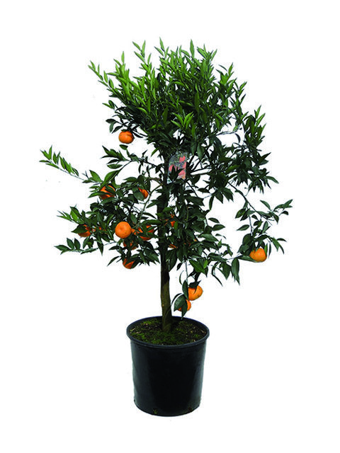 piante di mandarino