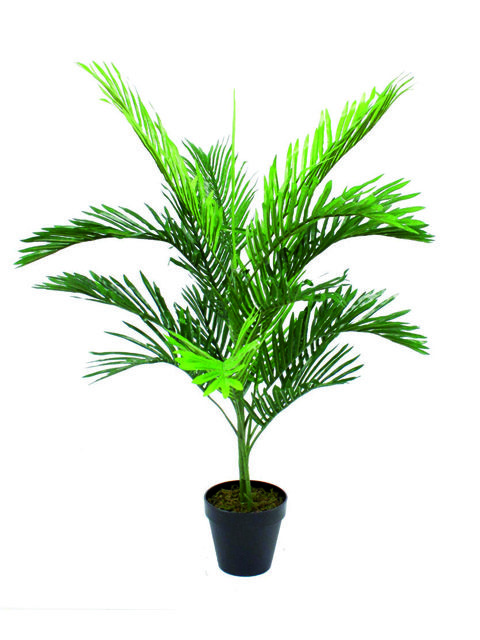 piante di palma